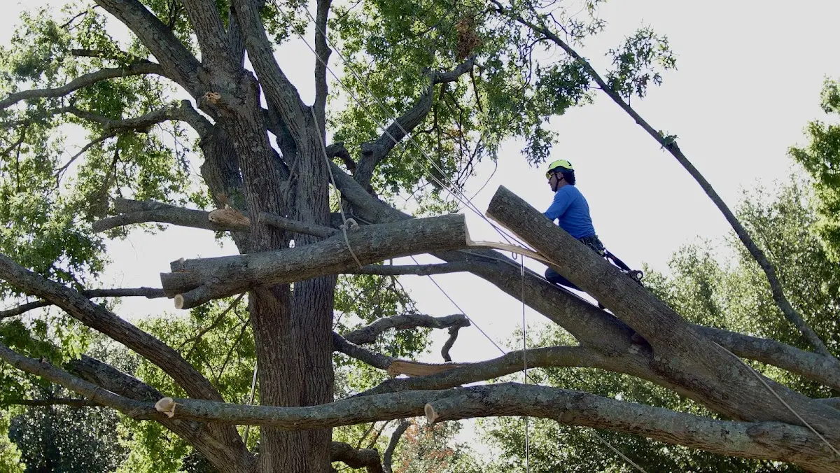 Professional Crown Thinning performed by certified arborists in Kelley