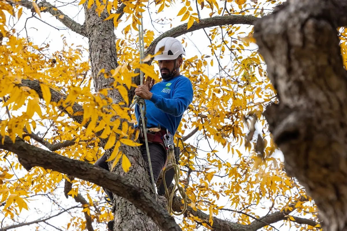 Skilled Storm Damage Cleanup crew working in Kelley